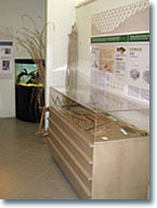 Museo della pesca - Terza Sala 